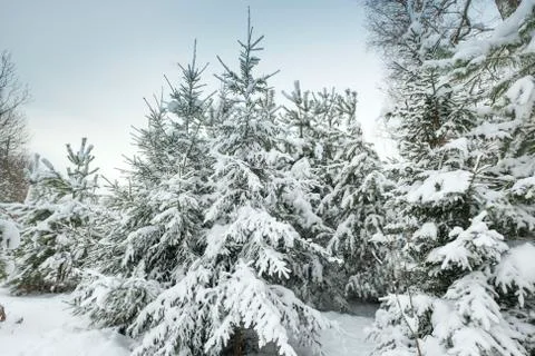 Blue sky with snow field Stock Photos