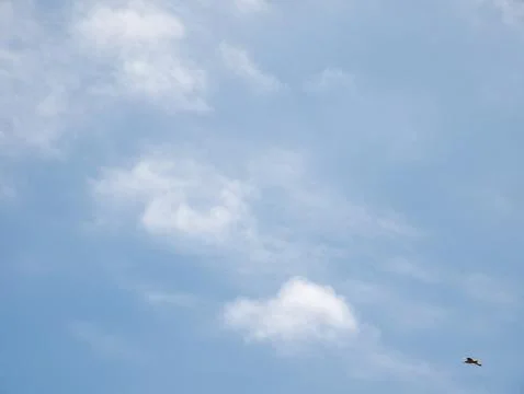 Blue sky with soft clouds and flying bird Photos