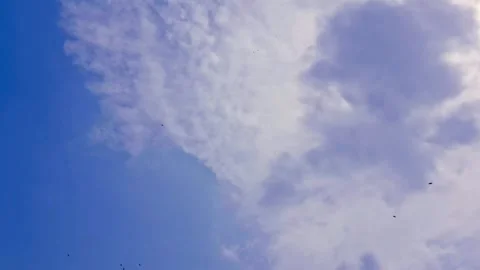 Blue Sky with Soft White Clouds and Flying Birds Stock Footage 341703452