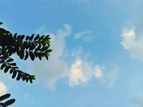 Blue Sky with Soft White Clouds and Green Tree Branch, Natural Background Stock Photos