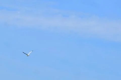 Blue sky with solitary seagull Stock Photos