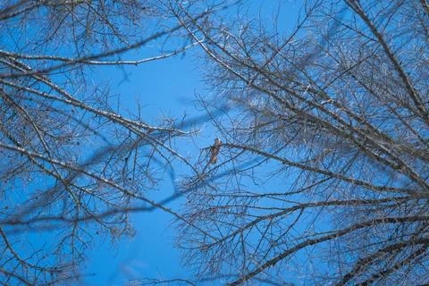 Blue sky with sparse branches. Simple design showcasing leafless branches u.. Stock Photos