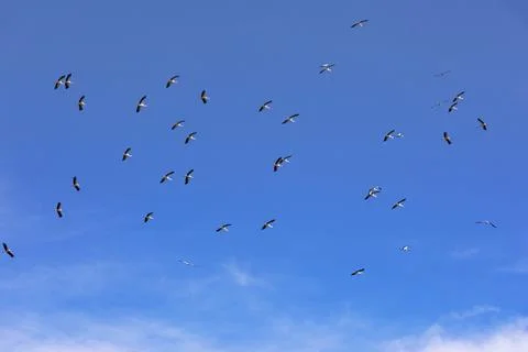 Blue sky with storks flying Stock Photos