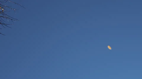 Blue Sky Subtle Yellow Leaves Falling Stock Footage 295330343