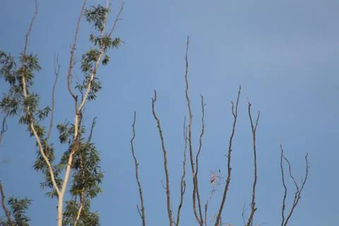 Blue Sky &amp; Summer tree Stock Photos