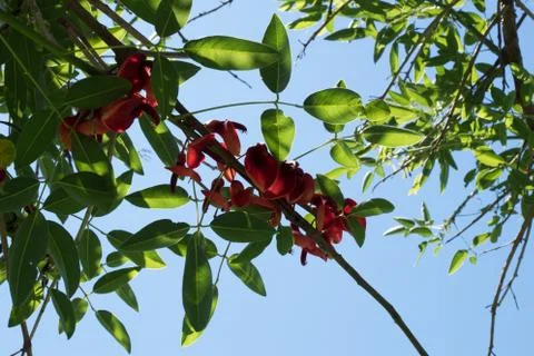 Blue sky, sun and clouds through branches, trees, leaves and flowers Фото