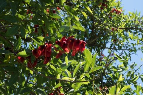 Blue sky, sun and clouds through branches, trees, leaves and flowers Stock Photos