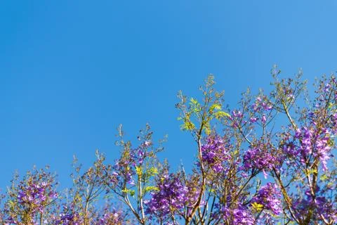 Blue sky, sun and clouds through branches, trees, leaves and flowers Фото
