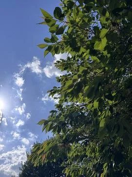 Blue sky with a sun and clouds, green tree leaves Stock Photos