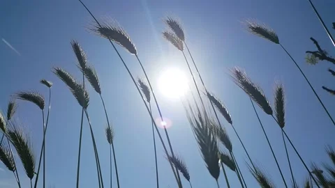 Blue sky sun and spikes waving in the wind video image Stock Footage 194096053
