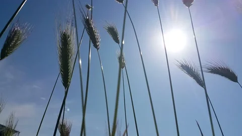 Blue sky sun and spikes waving in the wind video image Stock Footage 194096409