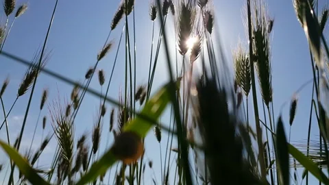 Blue sky sun and spikes waving in the wind video image Stock Footage 194096683