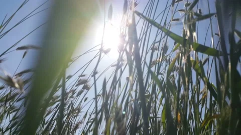 Blue sky sun and spikes waving in the wind video image Stock Footage 194096990