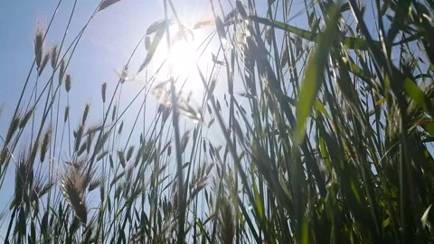 Blue sky sun and spikes waving in the wind video image Stock Footage 194097260