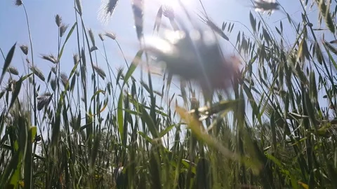Blue sky sun and spikes waving in the wind video image Stock Footage 194097328