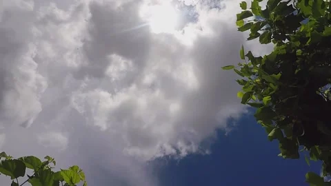 Blue sky with sun between clouds and Tulip tree green leaves Stock Footage 138893766