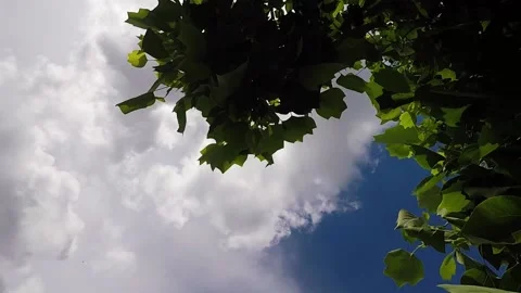 Blue sky with sun in the clouds green leaves of Tulip tree Stock Footage 138892698