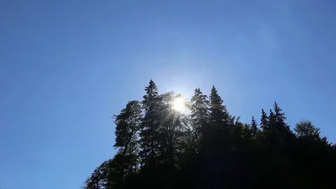 Blue sky with sun  over pine trees Stock Footage 78771895