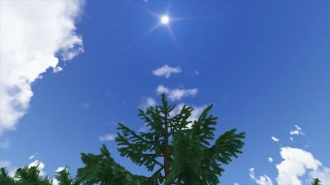 Blue Sky Sun Pine Tree Branch Nature Background Stock Footage 346444584