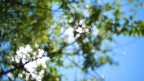 The blue sky, the sun's rays pass through the crown of the tree Video stock 92407938