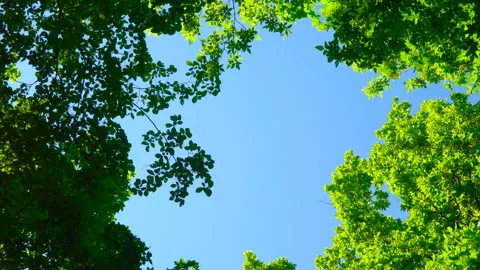 Blue sky surrounded by green trees Stock Footage 108581795