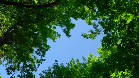 Blue sky surrounded by green trees Stock Footage 108582217