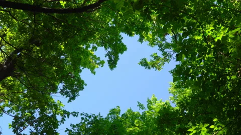 Blue sky surrounded by green trees Stock Footage 108582218