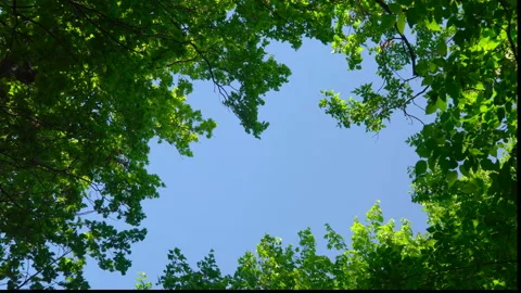 Blue sky surrounded by green trees Stock Footage 108582408