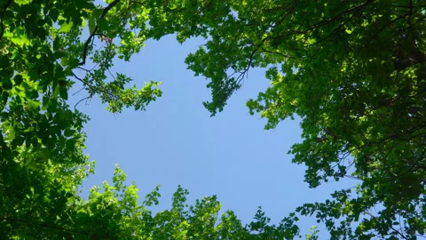 Blue sky surrounded by green trees Stock Footage 108582512