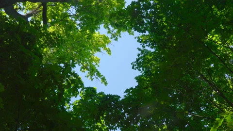 Blue sky surrounded by green trees Stock Footage 108582594
