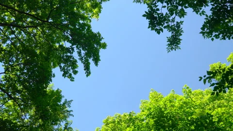 Blue sky surrounded by green trees Stock Footage 108582718
