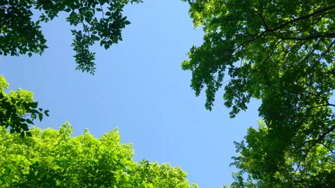 Blue sky surrounded by green trees Stock Footage 108582775