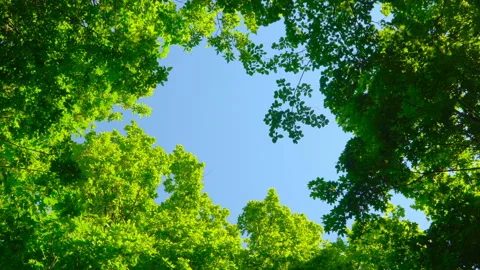 Blue sky surrounded by green trees Stock Footage 108583316