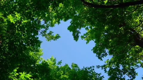 Blue sky surrounded by green trees Stock Footage 108583594