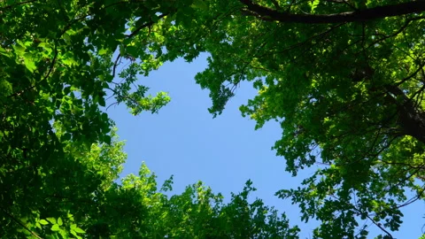 Blue sky surrounded by green trees Stock Footage 108583596