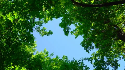 Blue sky surrounded by green trees Stock Footage 108583926