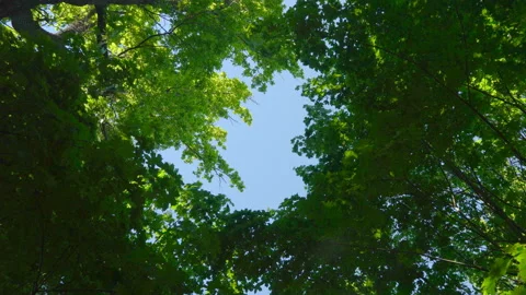 Blue sky surrounded by green trees Stock Footage 108583939