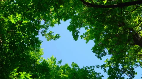 Blue sky surrounded by green trees Stock Footage 108584086