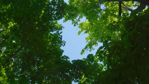 Blue sky surrounded by green trees Stock Footage 108584091