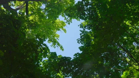 Blue sky surrounded by green trees Stock Footage 108584097