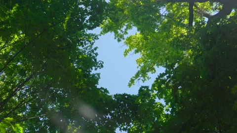Blue sky surrounded by green trees Stock Footage 108584326