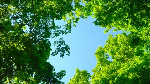 Blue sky surrounded by green trees Stock Footage 108584352