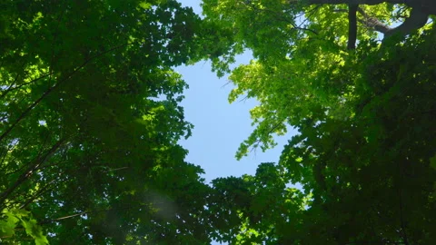 Blue sky surrounded by green trees Stock Footage 108584390
