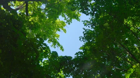 Blue sky surrounded by green trees Stock Footage 108584639