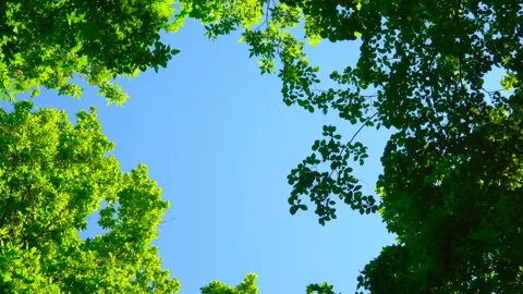 Blue sky surrounded by green trees Stock Footage 108585049
