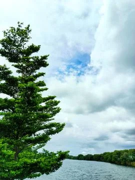 Blue sky with thick clouds behind trees swaying gently in the wind. Stock Photos