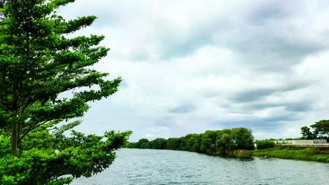 Blue sky with thick clouds behind trees swaying gently in the wind. Stock Photos