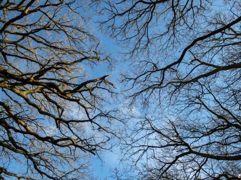 Blue sky through bare winter tree branches Foto stock
