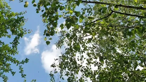 Blue sky through the branches of trees. Summer day. Stock Footage 134328048