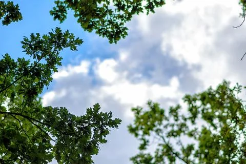 The blue sky through the branches of trees Stock Photos